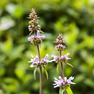 Stachys riederi var. japonica unspecified picture