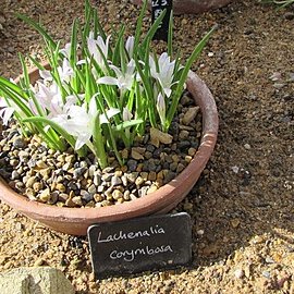 Lachenalia corymbosa unspecified picture