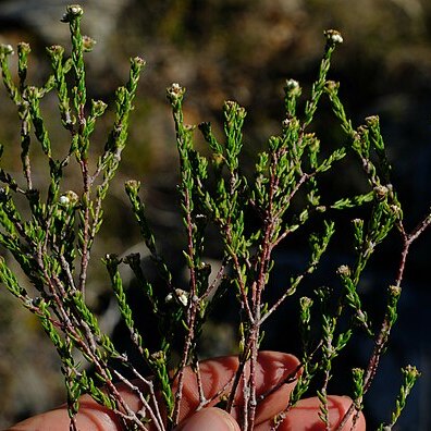 Phylica disticha unspecified picture