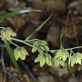 Fritillaria ojaiensis unspecified picture