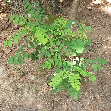 Amorpha glabra unspecified picture