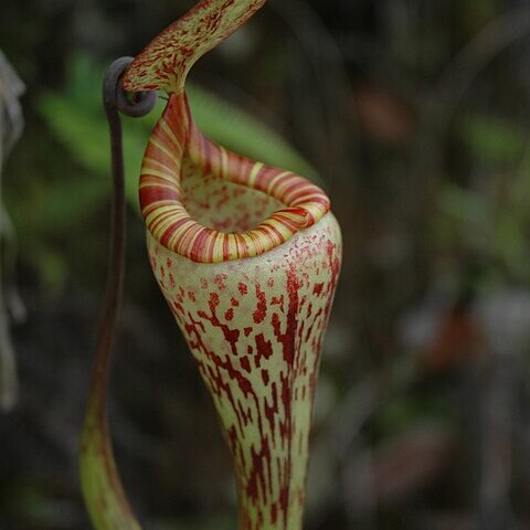 Nepenthes vogelii unspecified picture