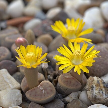 Lithops dinteri unspecified picture