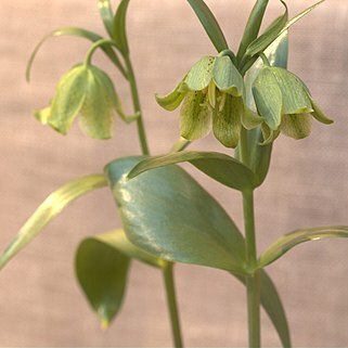 Fritillaria straussii unspecified picture