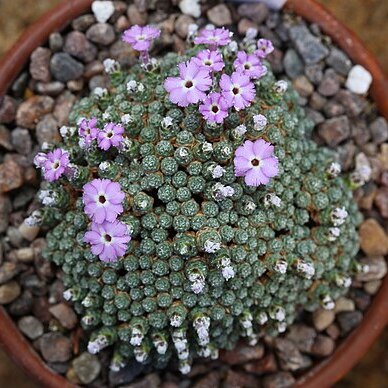 Dionysia microphylla unspecified picture