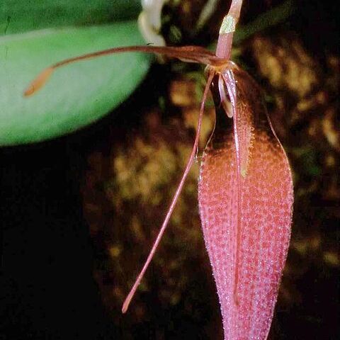 Restrepia dodsonii unspecified picture