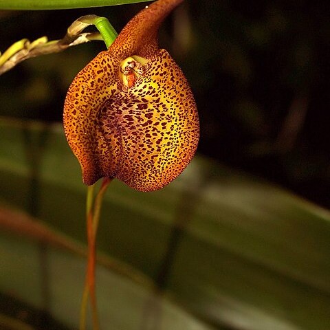 Masdevallia princeps unspecified picture