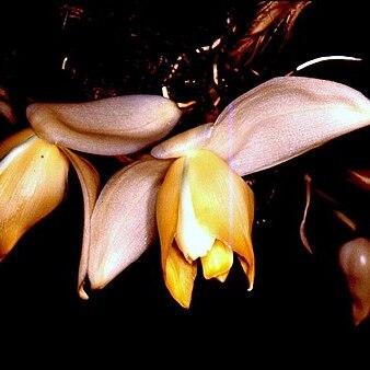 Stanhopea tricornis unspecified picture