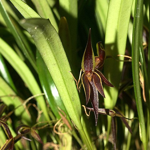 Pleurothallis allenii unspecified picture