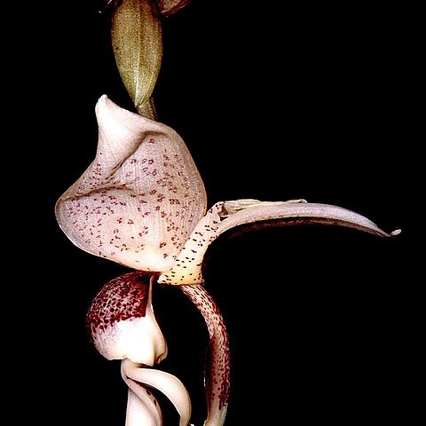 Stanhopea insignis unspecified picture