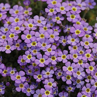 Dionysia mozaffarianii unspecified picture