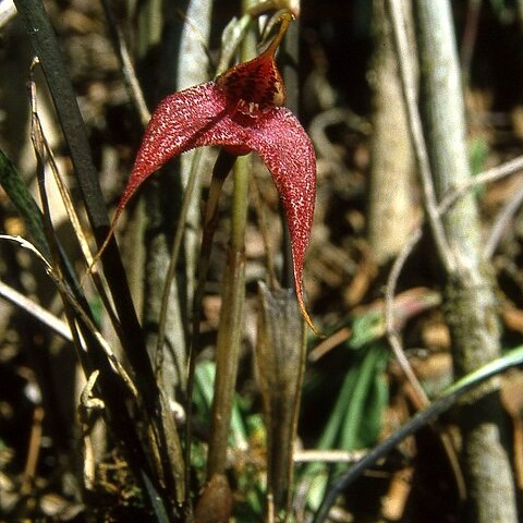 Masdevallia laevis unspecified picture