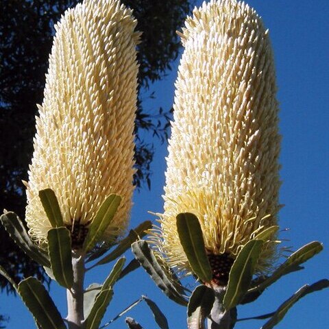 Banksia sceptrum unspecified picture