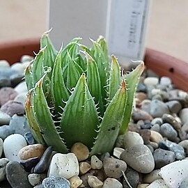 Haworthia cooperi var. viridis unspecified picture