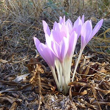 Colchicum haynaldii unspecified picture