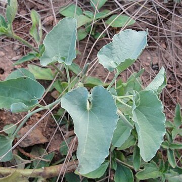 Aristolochia bracteolata unspecified picture