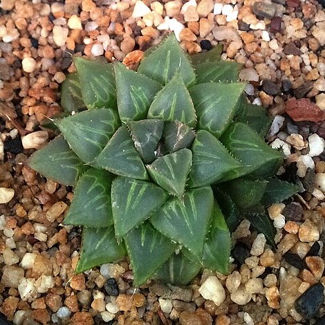 Haworthia unspecified picture