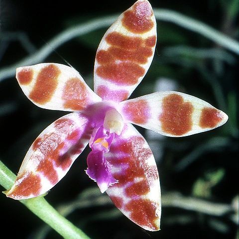 Phalaenopsis mariae unspecified picture