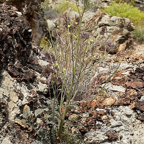 Chylismia walkeri unspecified picture