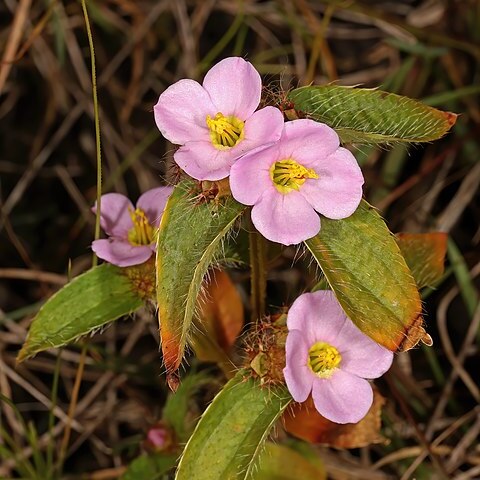 Antherotoma naudinii unspecified picture