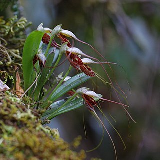 Masdevallia picturata unspecified picture