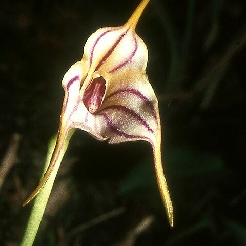 Masdevallia rimarima-alba unspecified picture