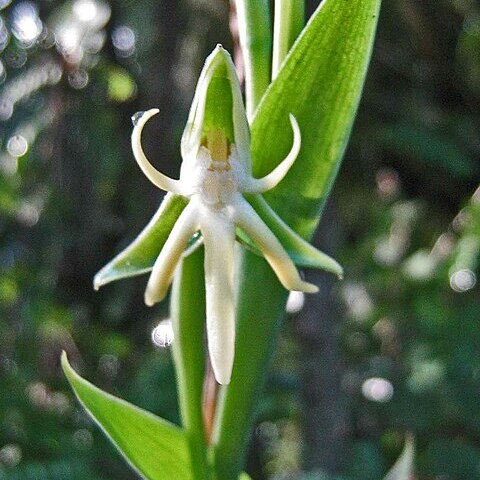 Habenaria trifida unspecified picture