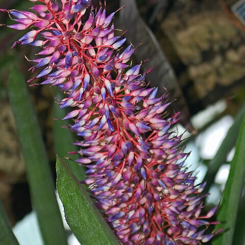 Aechmea fendleri unspecified picture