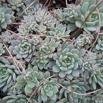 Echeveria prolifica unspecified picture