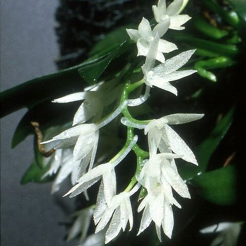 Aerangis hyaloides unspecified picture