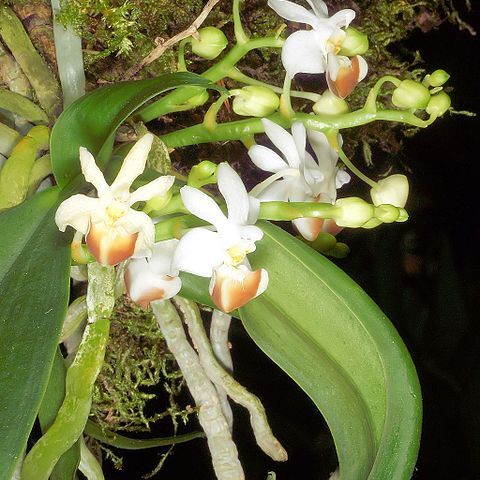 Phalaenopsis lobbii unspecified picture