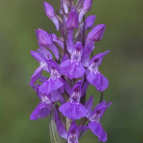 Dactylorhiza osmanica var. osmanica unspecified picture