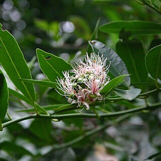 Capparis sepiaria unspecified picture