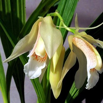 Coelogyne merrillii unspecified picture