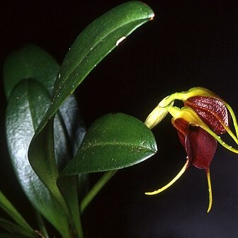 Masdevallia biflora unspecified picture