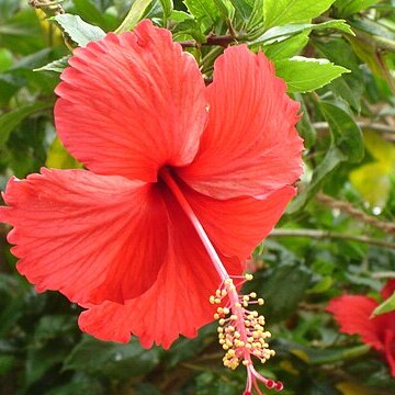 Hibiscus unspecified picture