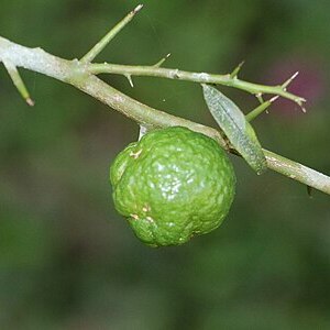 Citrus australis unspecified picture