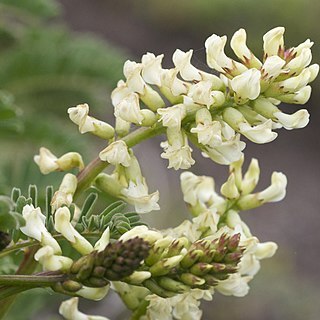 Astragalus nuttallii unspecified picture