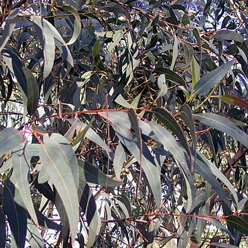 Eucalyptus wilcoxii unspecified picture