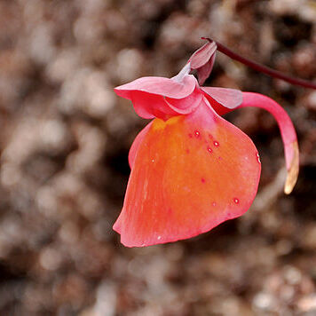 Utricularia quelchii unspecified picture