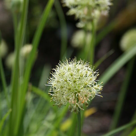 Allium hookeri unspecified picture