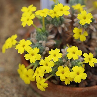 Dionysia leucotricha unspecified picture