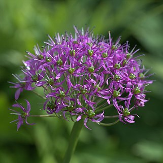 Allium wallichii unspecified picture