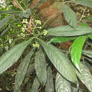 Ardisia missionis unspecified picture