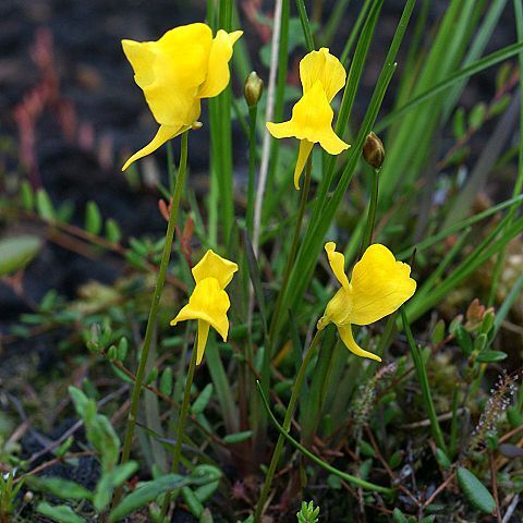 Utricularia cornuta unspecified picture