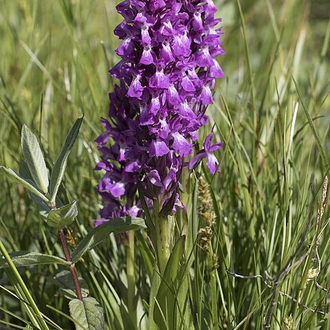 Dactylorhiza osmanica unspecified picture