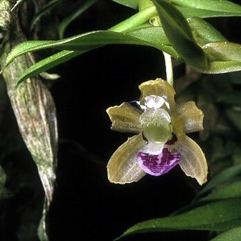 Dichaea morrisii unspecified picture