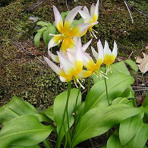 Erythronium taylorii unspecified picture