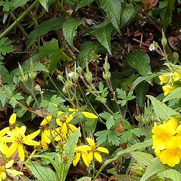 Geranium seemannii unspecified picture