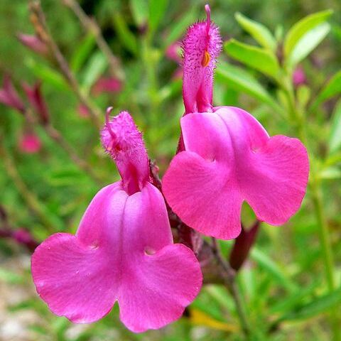 Salvia greggii unspecified picture